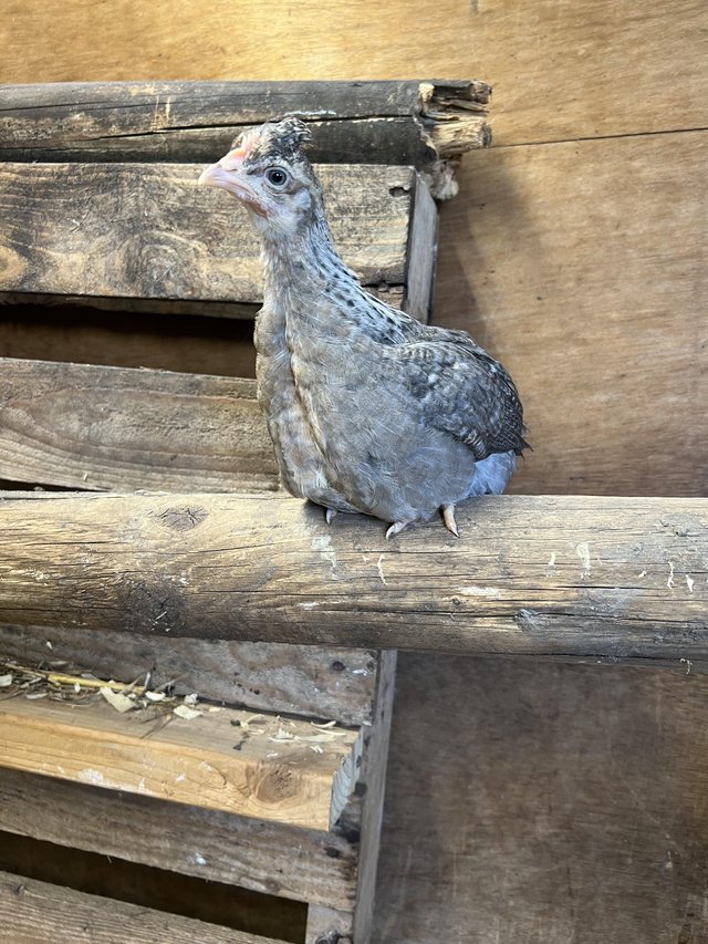 Preview of the first image of Cream Legbar - Quartlet (3hens 1 cockerel).