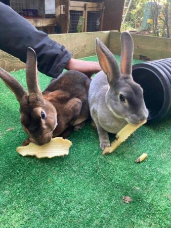 Image 2 of Standard Rex rabbits ready now west wales