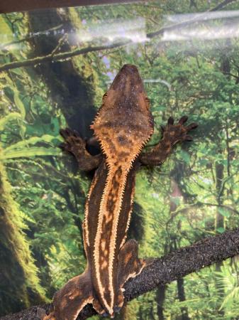 Image 6 of Dark base quad stripe male crested gecko with no tail