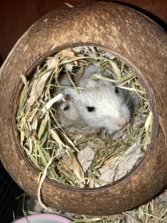 Image 1 of A pair of bonded female gerbils