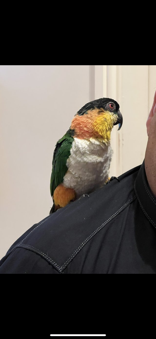 Preview of the first image of Semi tame black headed caique.