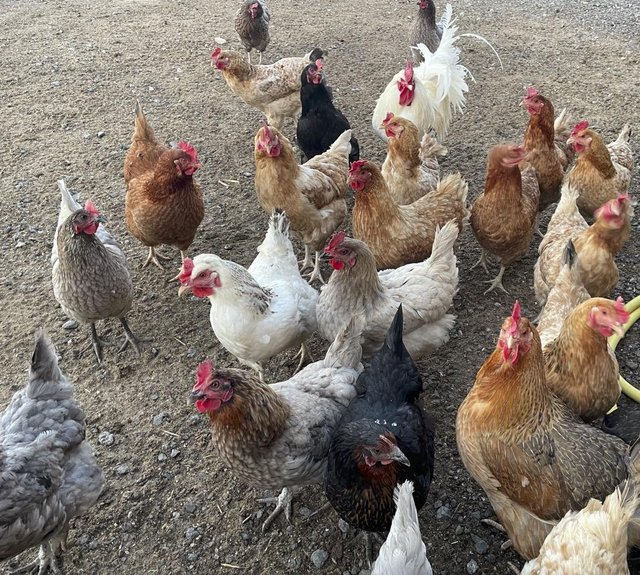 Preview of the first image of Chickens for Sale, Laying Hens, Chicks.