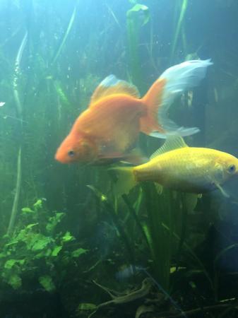 Image 3 of Three Large goldfish type