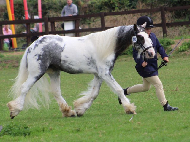 Preview of the first image of 11.2 mini cob grey roan(rebel).