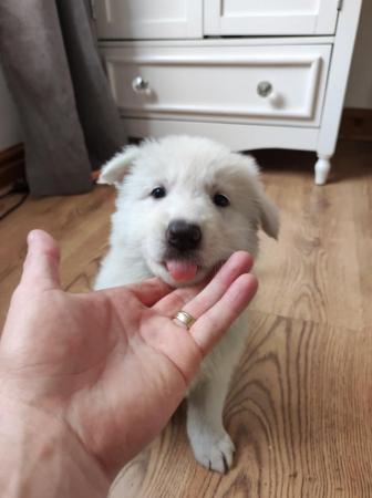 Image 15 of KC White Swiss Shepherds *Four Girls Available*