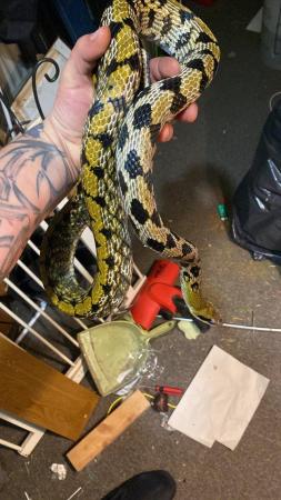 Image 4 of Female Thai Beauty snake 8 ft long