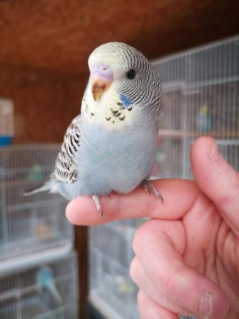 Image 1 of Baby hand tamed budgies for sale