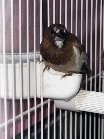 Image 5 of Pairs of Bengalese finches for sale