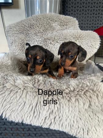 Image 6 of Dachshund puppies dapple and black tan miniature