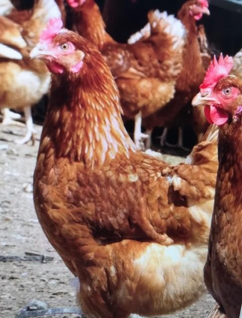 Preview of the first image of chickens point of lay warrens for sale.
