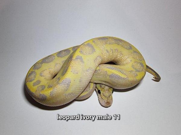 Image 2 of Royal Ball Pythons - Multiple available