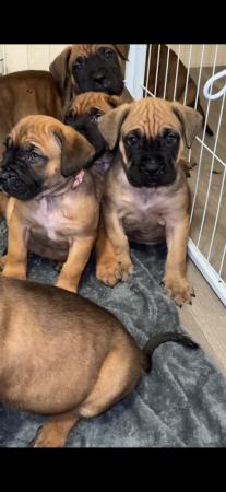 Image 4 of Cane Corso X Presa Canario Puppies For Sale