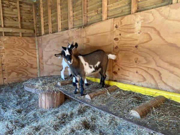 Image 3 of BDDGS Registered Dwarf Dairy Goats - Kids due April 2024