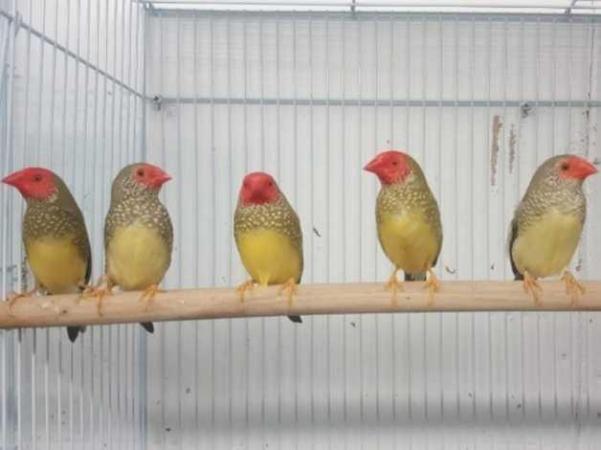 Image 5 of Rare Finches available.........
