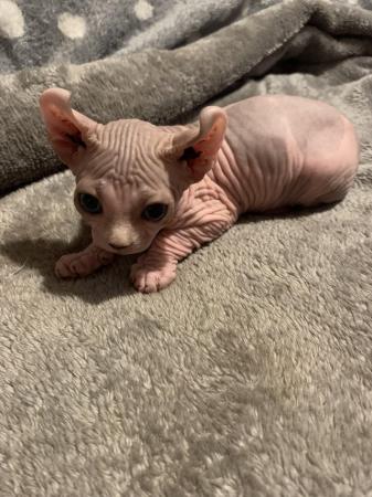 Image 3 of Sale wonderful males and female Sphynx