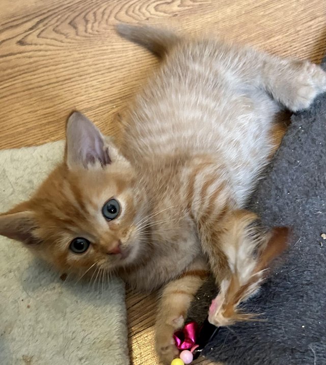 Preview of the first image of GINGER/ BLUE MALE KITTEN READY NOW.