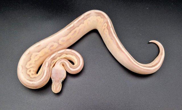 Preview of the first image of Banana Pastel Cinnamon (Pewter Banana) M Ball Python 231002.