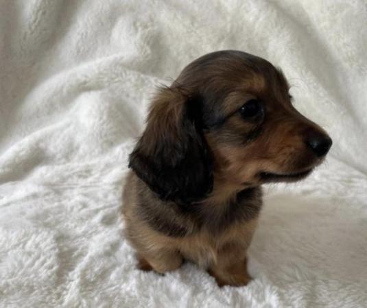 Image 6 of Long Haired Miniature Dachshund Puppies