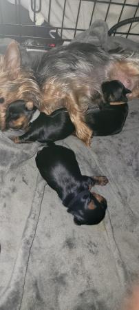 Image 6 of Teacup Yorkshire Terrier