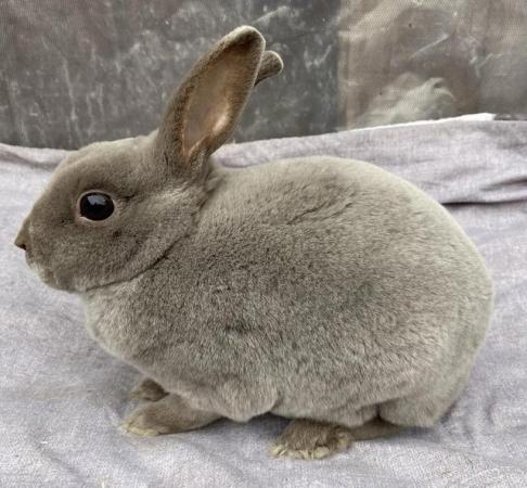 Image 3 of Lovely Young Blue Mini Rex Boy