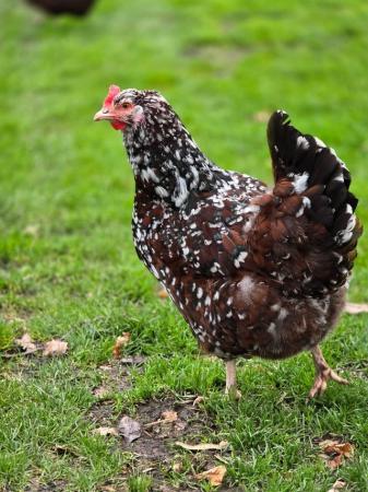 Image 1 of Speckled sussex large fowl hatching eggs for sale