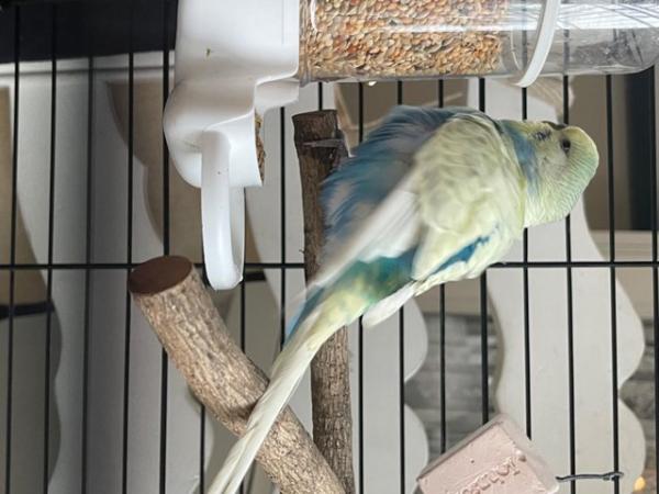 Image 5 of Beautiful budgies for 5 star home only!!