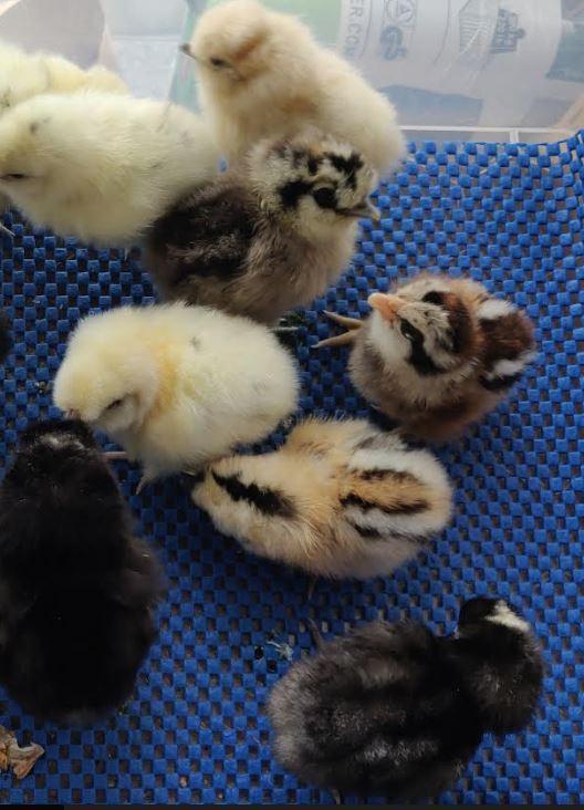 Preview of the first image of Mixed breed chicks for sale in London.