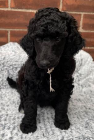 Image 11 of Standard Poodle Puppies - Health Tested Parents