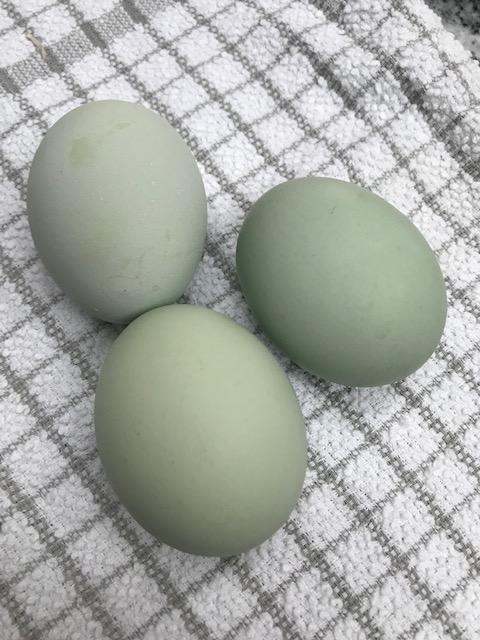 Preview of the first image of Cream Legbar Chicken (Large Fowl) Hatching Eggs x6 Blue eggs.