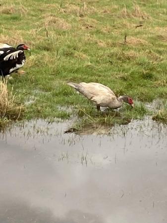 Image 1 of Unwanted chickens, ducks, turkeys , geese , Guinea fowl