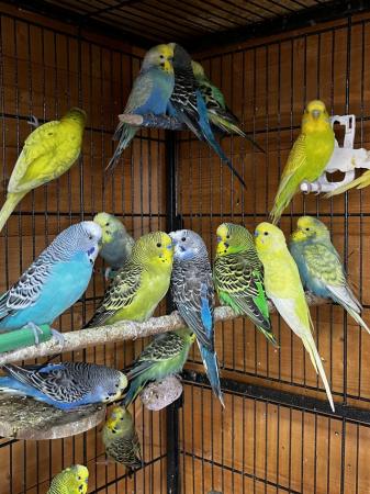 Image 7 of Breeding/baby budgies for sale