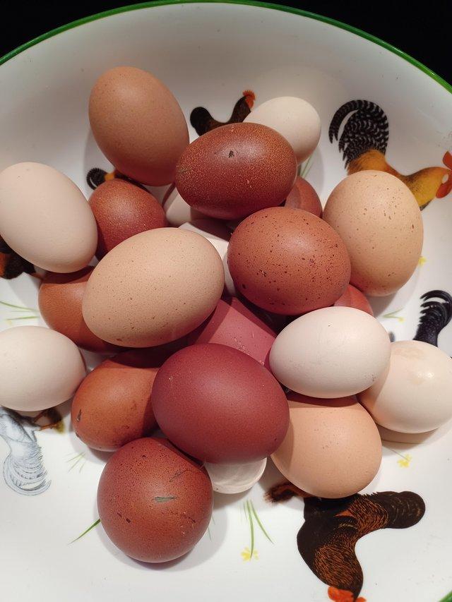 Preview of the first image of X6 fertile mixed chicken eggs.