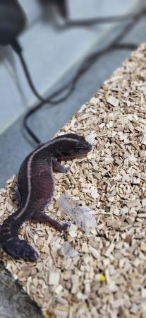 Image 6 of TRIO BREEDING FAT TAIL GECKO'S AND EXO TERRA