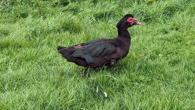 Image 1 of 1 year old male Muscovy Duck