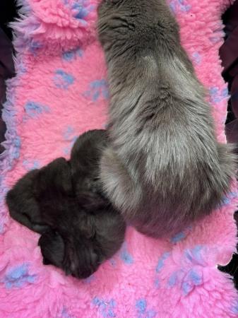 Image 2 of Beautiful Dark Silver Tabby and Black Kittens TWO LEFT