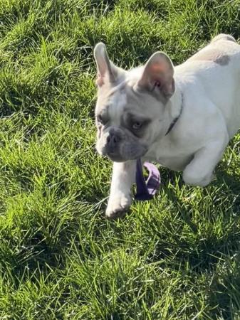 Image 9 of KC REGISTERED TRUE TO TYPE FRENCH BULLDOG PUPPY BOY