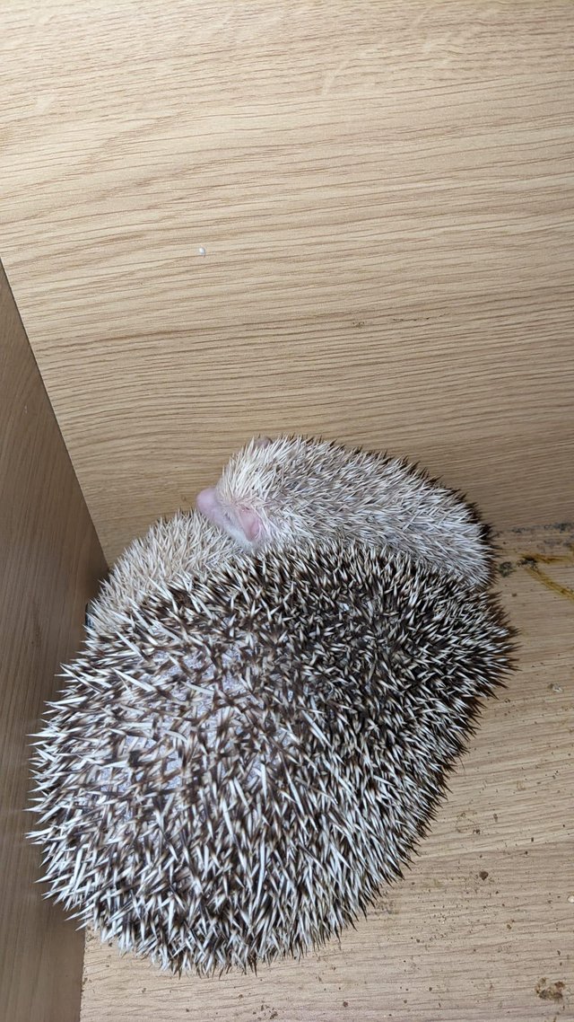Preview of the first image of Beautiful albino female african pygmy hedgehog.