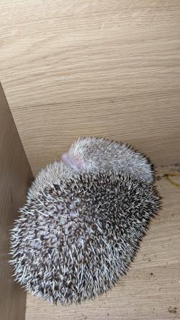 Image 1 of Beautiful hoglets unsexed reduced price