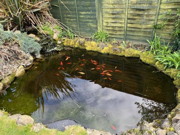 Image 1 of Goldfish looking for a new home!!!!