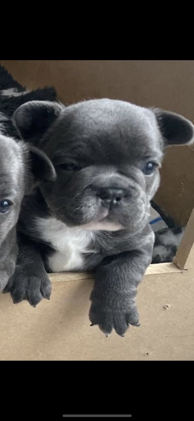 Preview of the first image of ***ALL SOLD*** - Stunning blue French bulldogs KC registered.