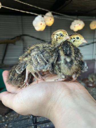 Image 3 of Coturnix quail week olds and older