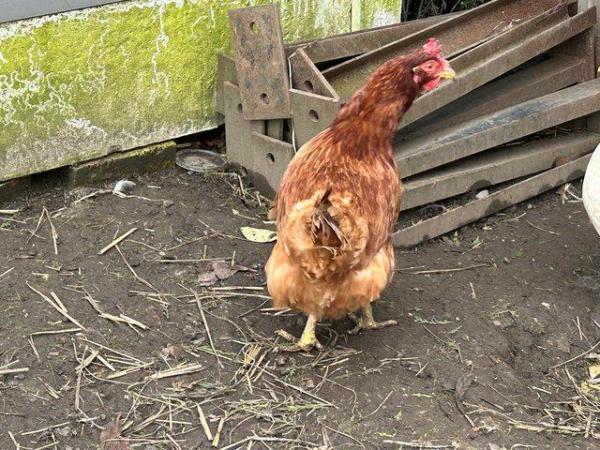 Image 3 of Lovely warren hen for sale good home £5