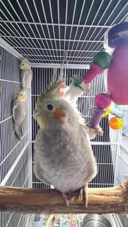 Image 10 of Young cockatiels avairy bred...please read add in full