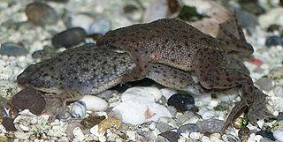 Image 4 of Breeding Group of African Dwarf Clawed Frogs