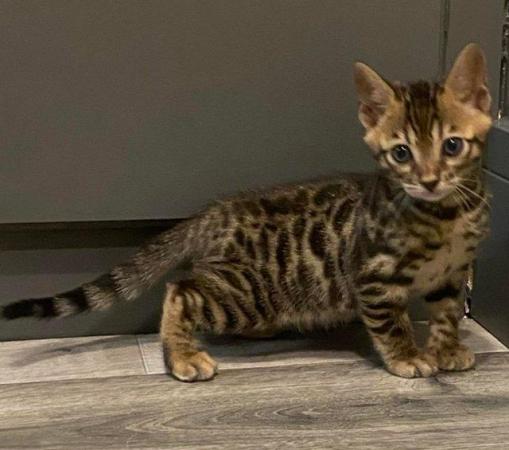 Image 8 of My last beautiful baby boy Bengal available