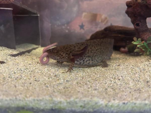 Image 2 of Lovely axolotls looking for new home