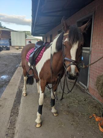 Image 2 of Wanted Sharer Coloured mare 14.2