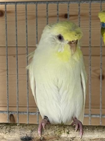 Image 4 of Red eye double flower hago/ helicopter budgies pair for sale