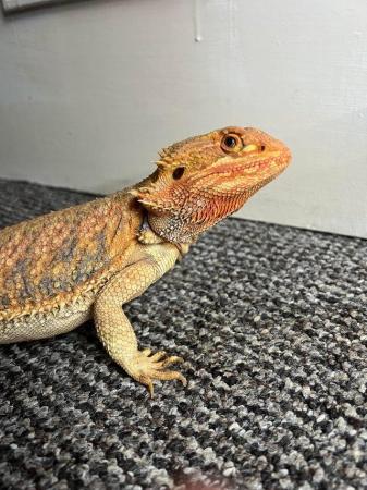 Image 4 of Bearded Dragon Adult translucent