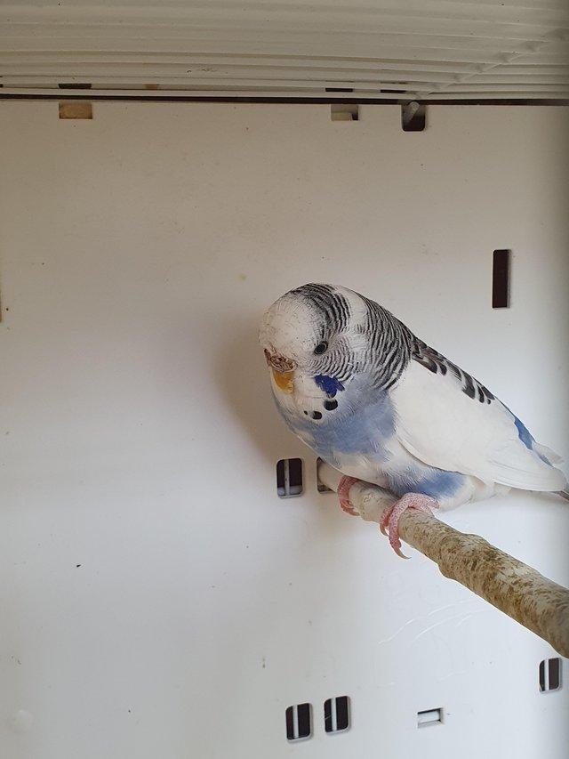 Preview of the first image of I have 4 pair of breeding Budgies.  Good healthy birds.